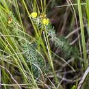 Image of Aspalathus spinifera C. H. Stirt. & Muasya