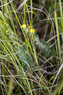 Image of Aspalathus spinifera C. H. Stirt. & Muasya