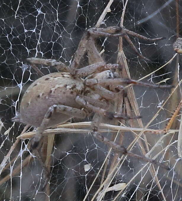 Image of Agelena orientalis C. L. Koch 1837