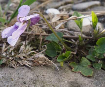 Image of Viola dubia Wiesb.