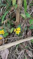 Plancia ëd Lysimachia congestiflora Hemsl.