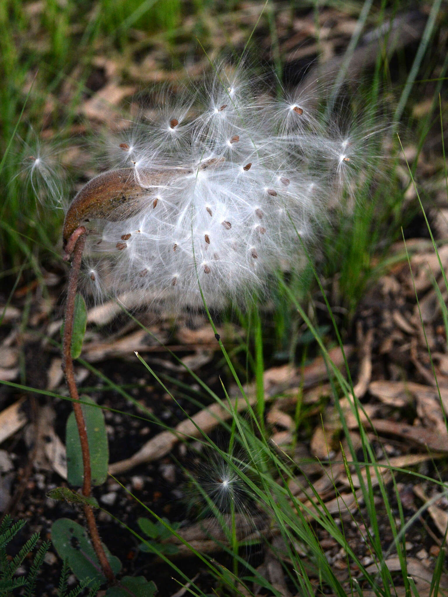 Asclepias jaliscana Robinson的圖片