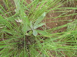 Image of Helichrysum mixtum var. mixtum