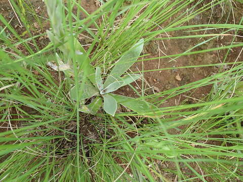 Image de Helichrysum mixtum var. mixtum