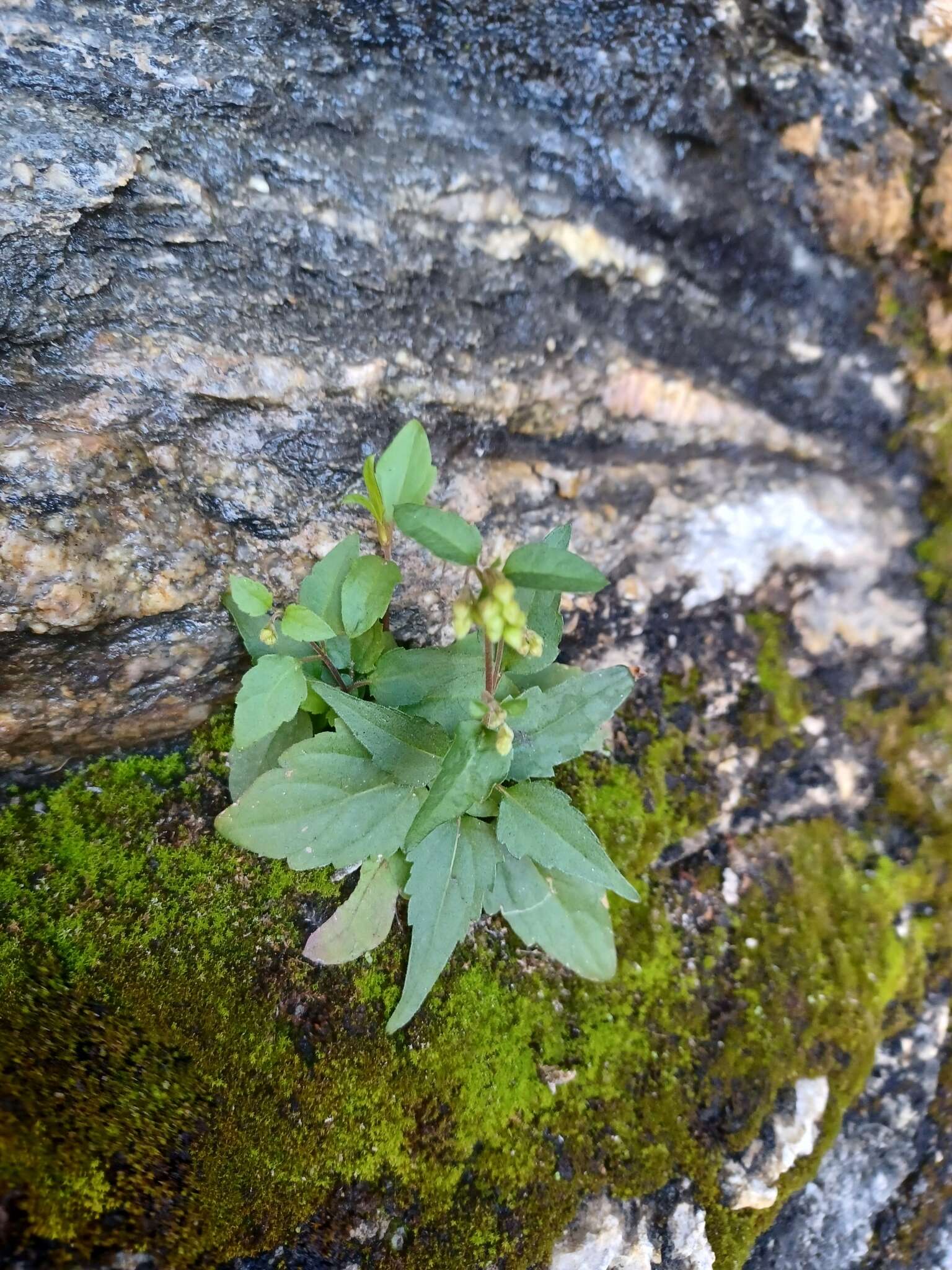 Image of Santa Rita snakeroot