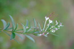 Image of Dwarf cat's whiskers