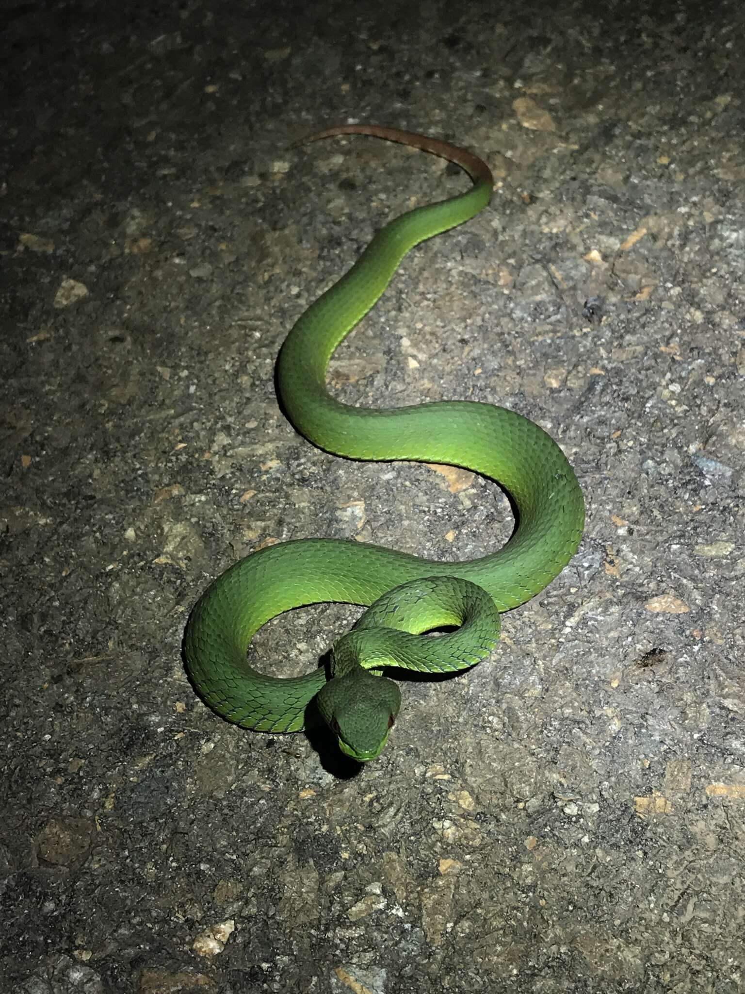 Image of Trimeresurus rubeus (Malhotra, Thorpe, Mrinalini & Stuart 2011)