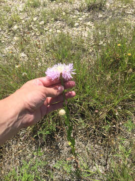 Plancia ëd Plectocephalus americanus (Nutt.) D. Don