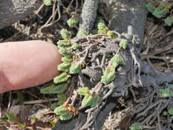 Image of Pimelea carnosa C. J. Burrows