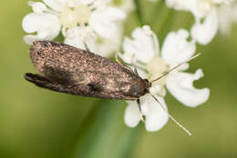 Image of Phaulernis dentella Zeller 1839