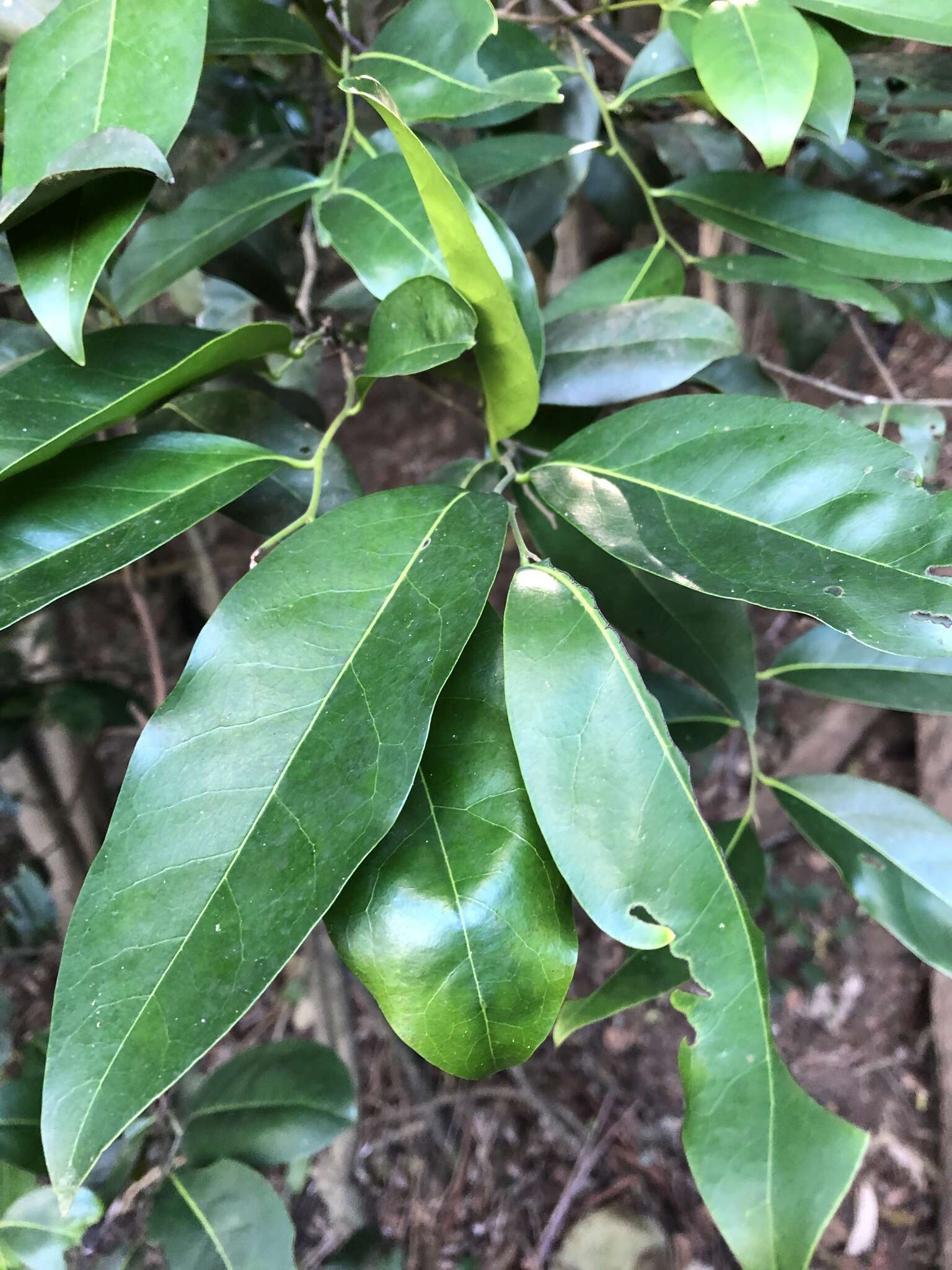 Diospyros fasciculosa (F. Muell.) F. Muell.的圖片