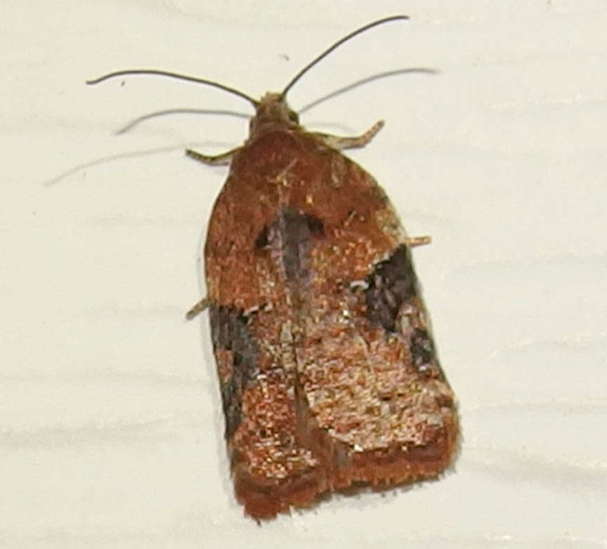 Image of Acleris braunana McDunnough 1934