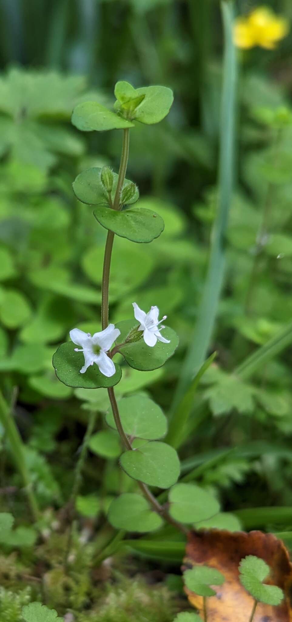 Image of Mentha cunninghamii (Benth.) Benth.