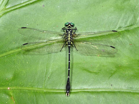 Image of Heliogomphus retroflexus (Ris 1912)