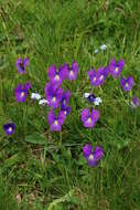 Image of Viola culminis F. Fen. & Moraldo