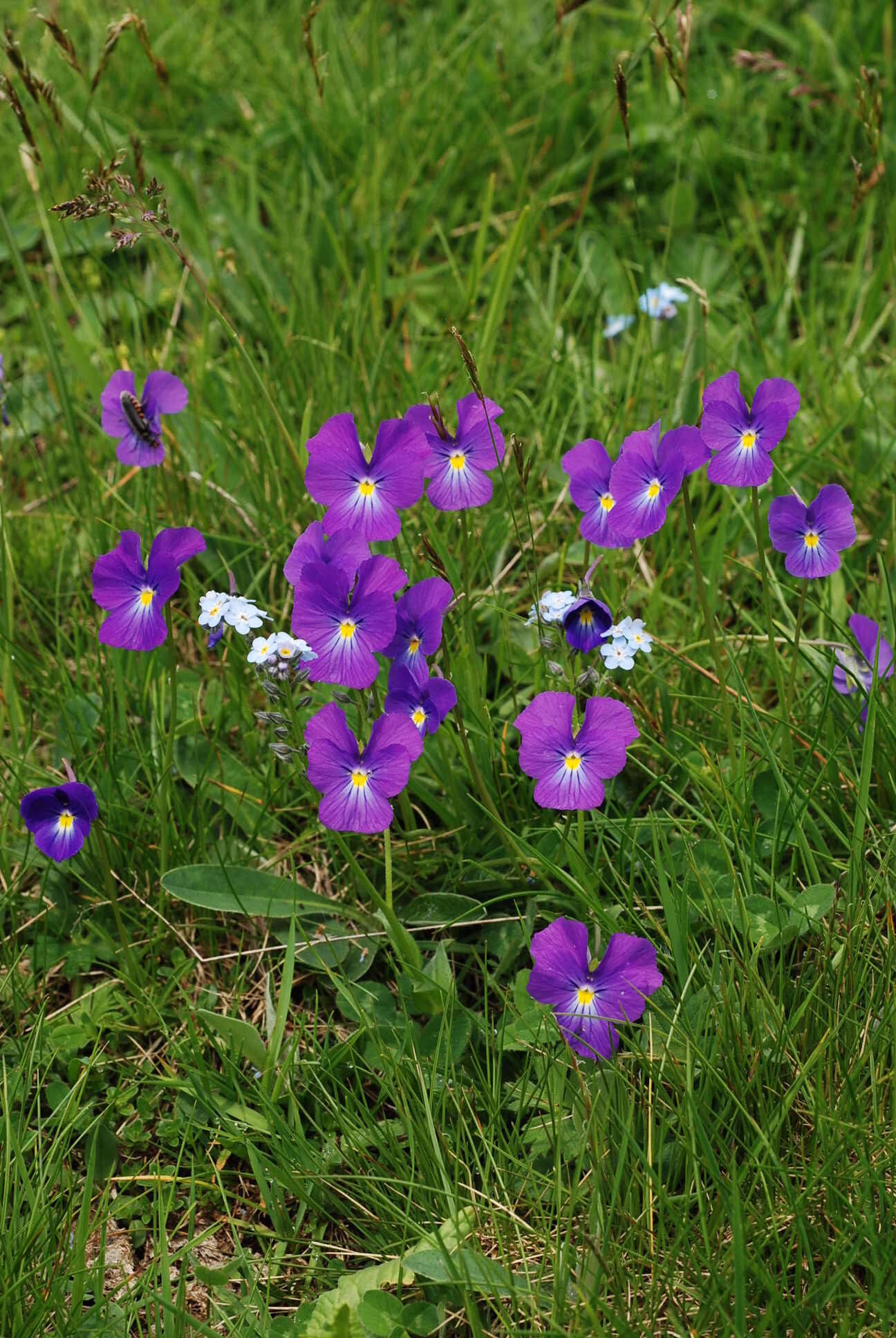 Image of Viola culminis F. Fen. & Moraldo