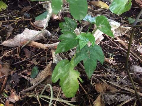 Image of fatsia