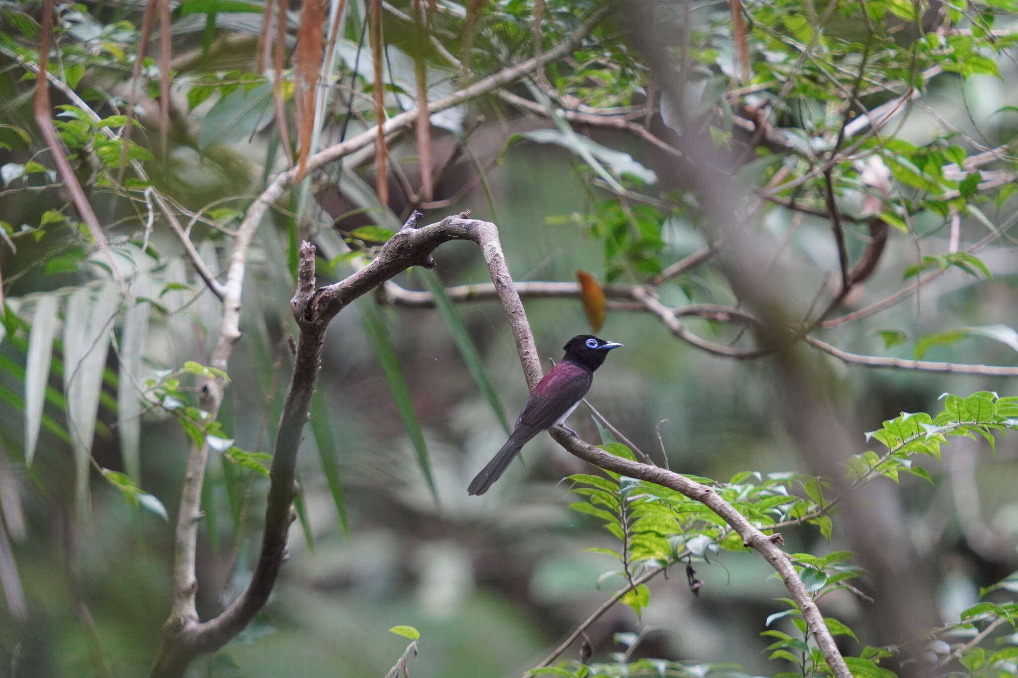 Image of Japanese Paradise Flycatcher