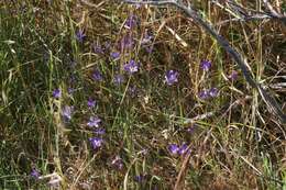 Sivun Brodiaea jolonensis Eastw. kuva