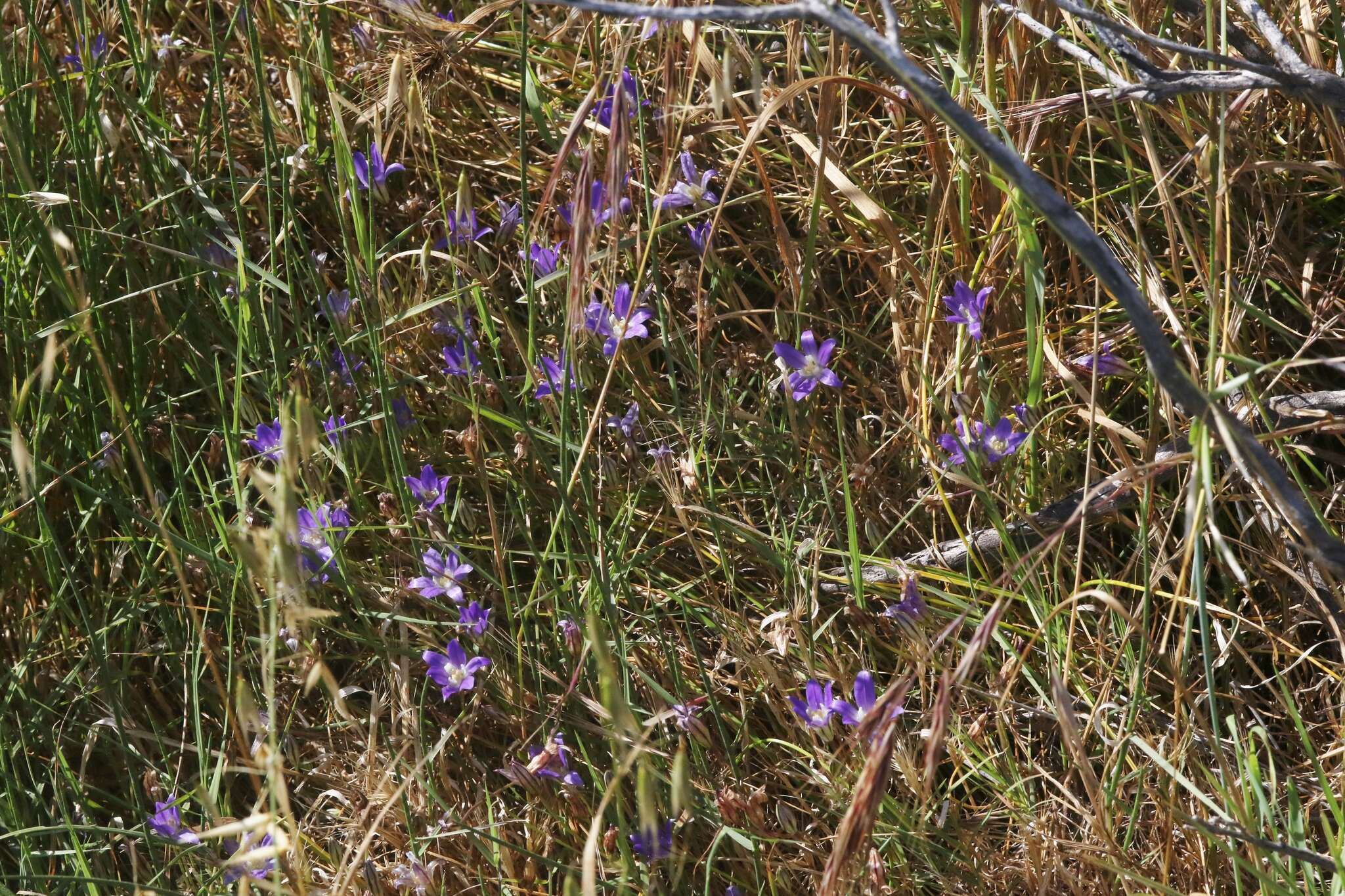 Sivun Brodiaea jolonensis Eastw. kuva