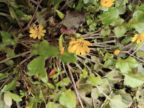 Image of Japanese nipplewort