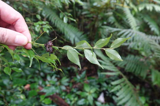 Image of Symplocos sumuntia var. modesta (Brand) Noot.