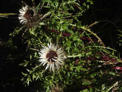 Слика од Carlina acaulis subsp. caulescens (Lam.) Schübl. & G. Martens