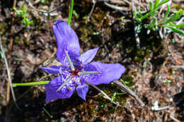 Image of Tigridia durangensis Molseed ex Cruden