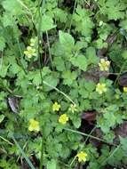 Imagem de Ranunculus taisanensis Hayata