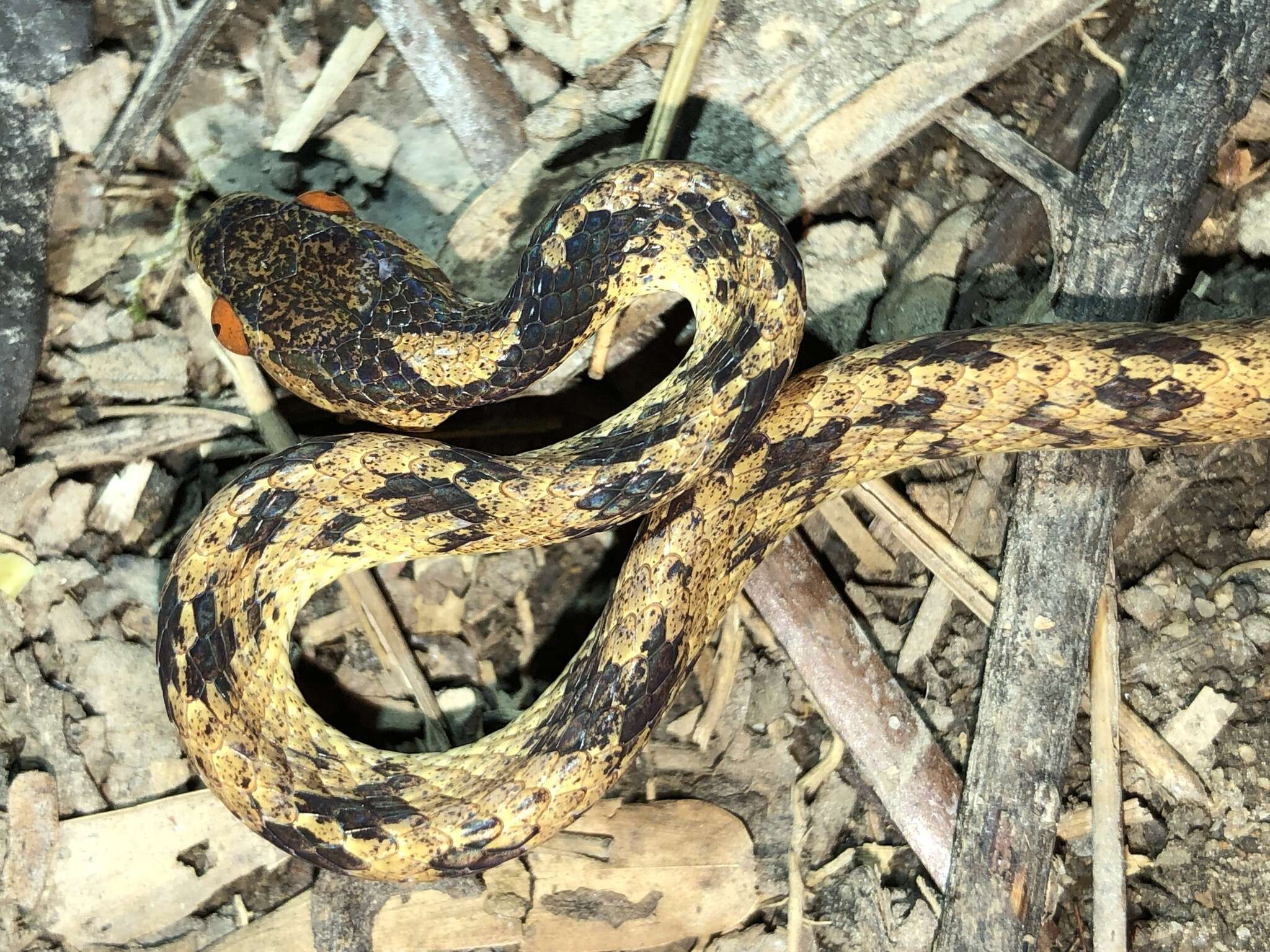 Image of Formosa Slug Snake