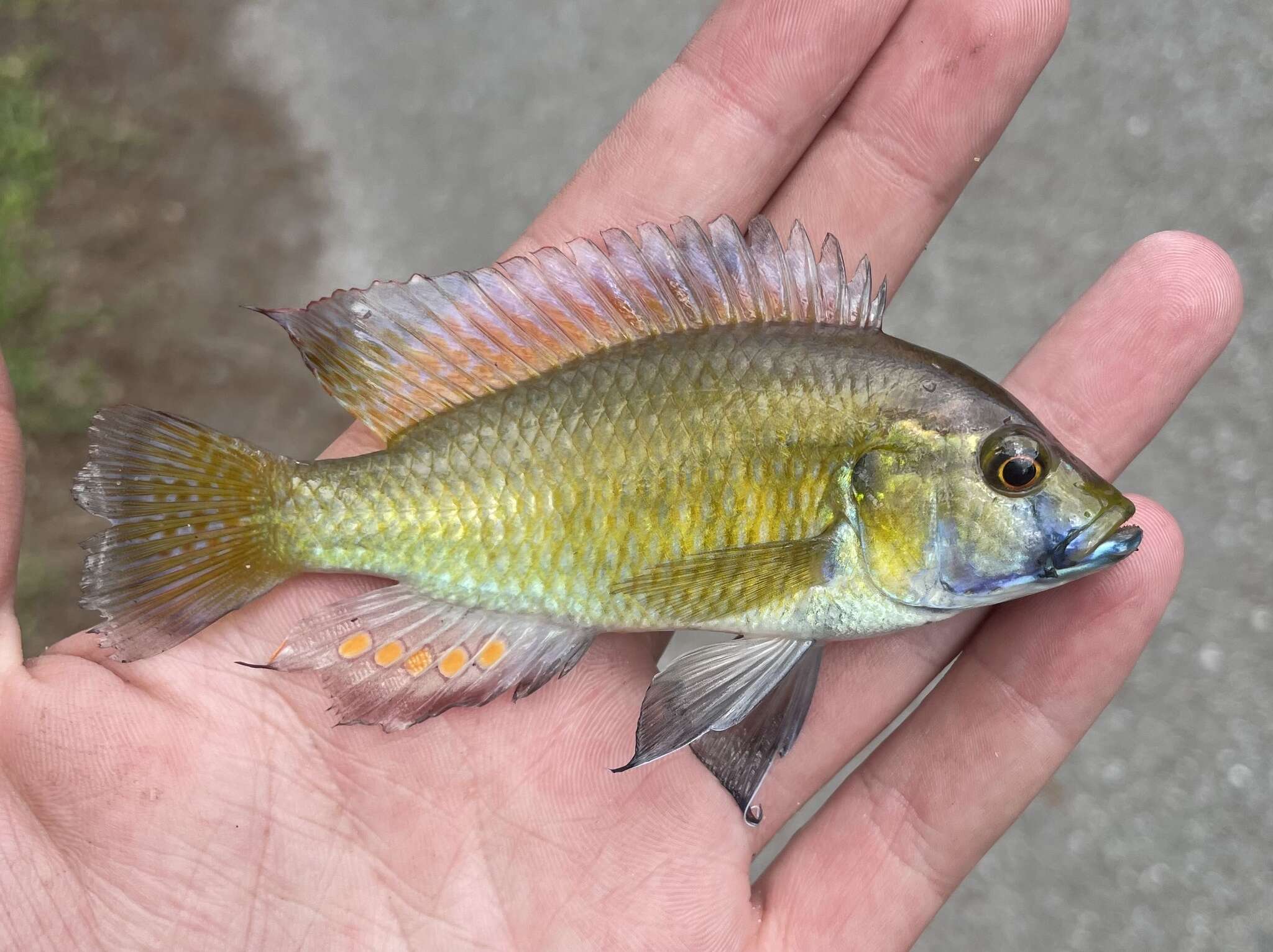 Image of Eastern River Bream