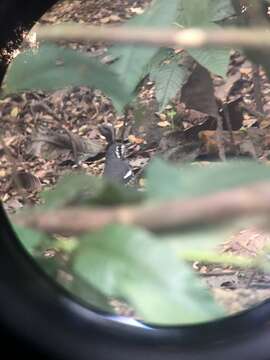 Image of Ashy Thrush