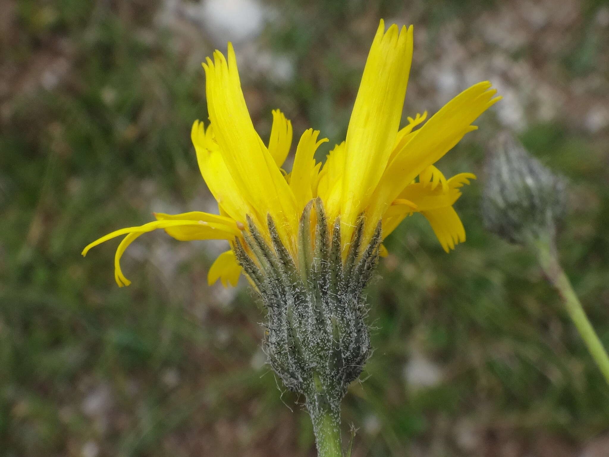 صورة Hieracium glaucum All.