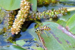 Image of German Wasp