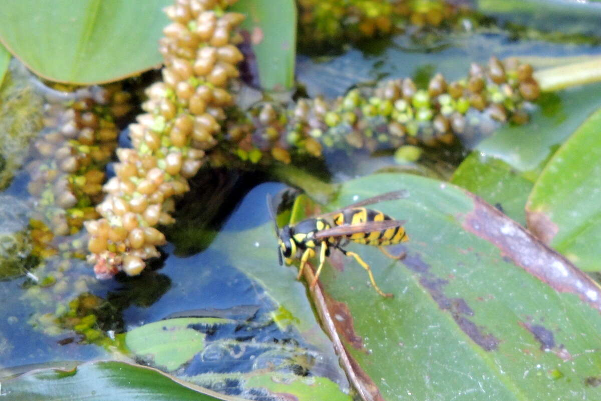 Plancia ëd Vespula germanica (Fabricius 1793)