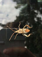 Image of Pine Seed Bug