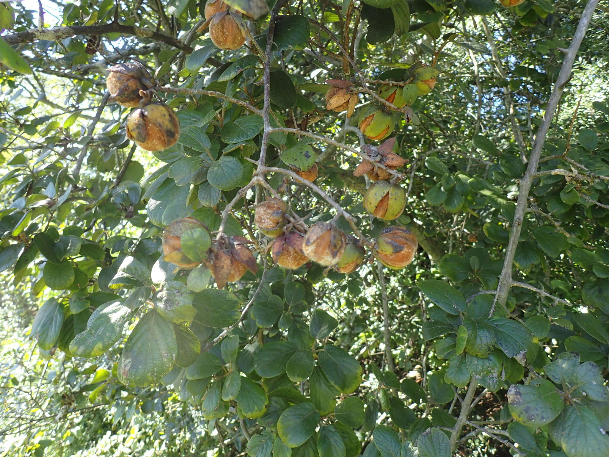 Plancia ëd Diospyros villosa (L.) De Winter