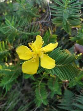 Image of Hypericum mysorense Heyne