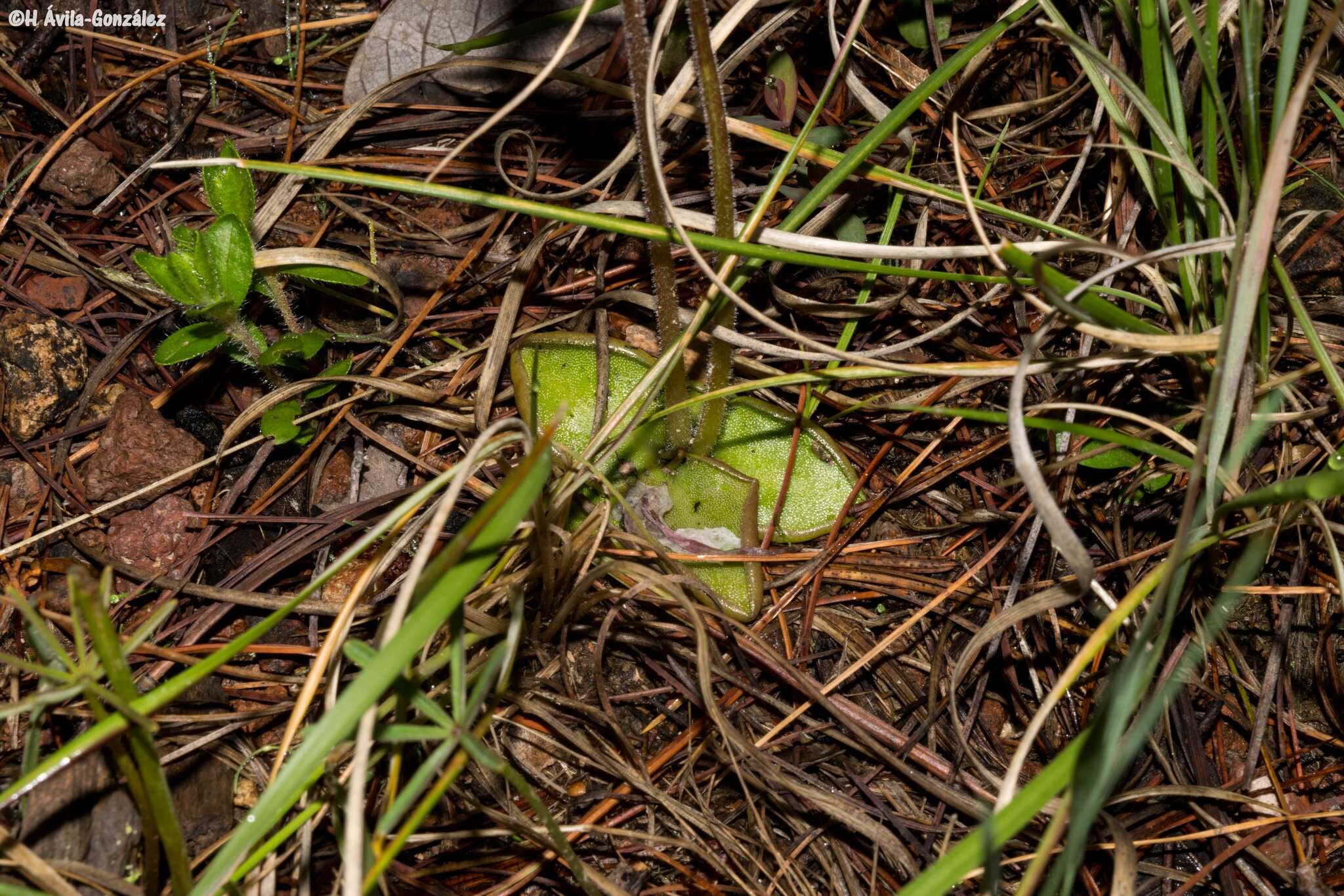 Pinguicula oblongiloba A. DC.的圖片