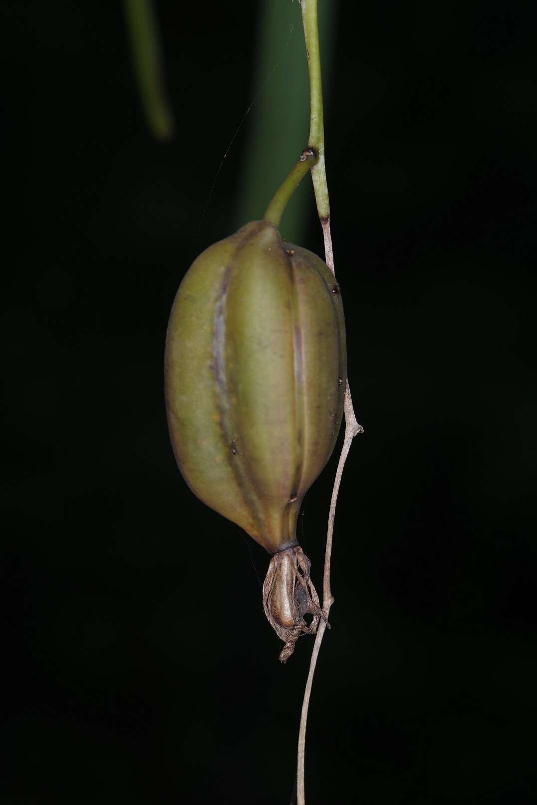 Image of Cymbidium finlaysonianum Lindl.