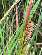 Image of Gahnia trifida Labill.