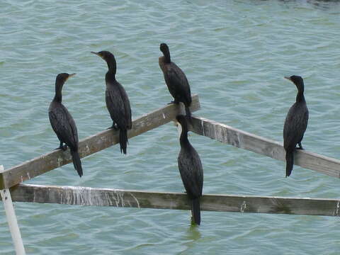 Image of Neotropic Cormorant