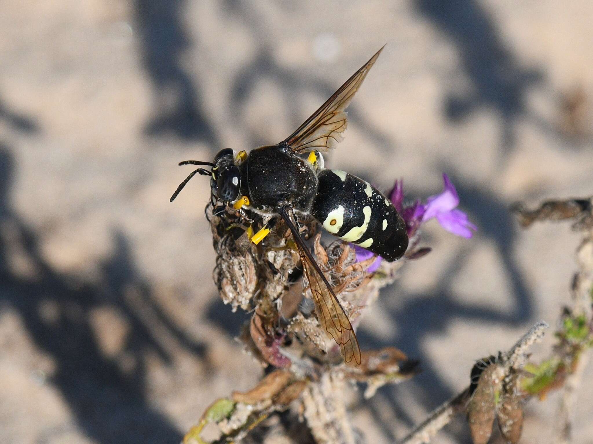 Image of Horse Guard Wasp