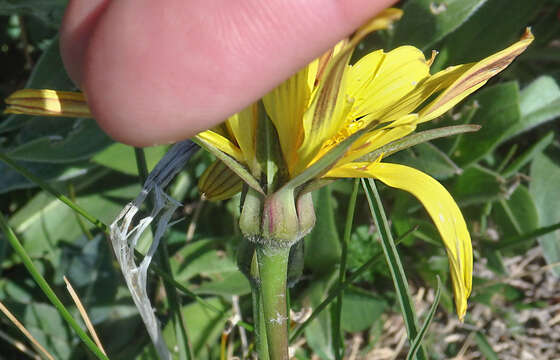 صورة Tragopogon reticulatus Boiss. & Huet