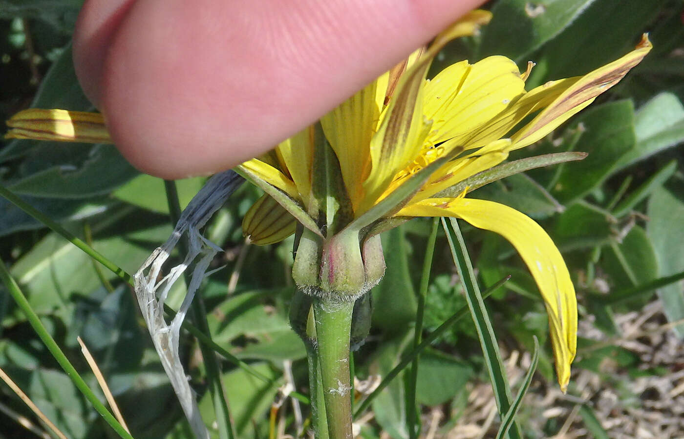 Image of Tragopogon reticulatus Boiss. & Huet