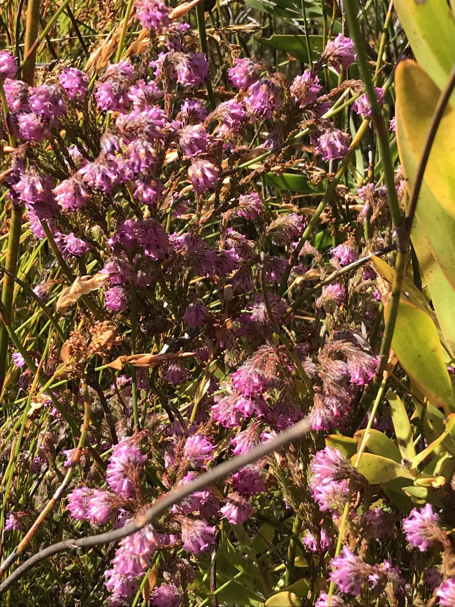 Image of Erica barbigeroides E. G. H. Oliver