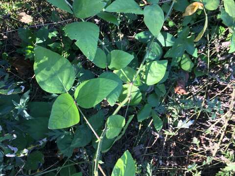 Image of hoary ticktrefoil