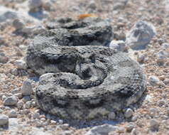 Image of Horned Adder