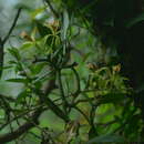 Sivun Vanilla albida Blume kuva