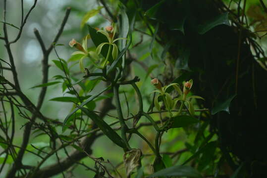 Image of Vanilla albida Blume